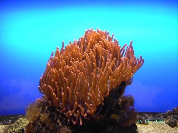 "Eine Koralle im Seeaquarium/ Burg auf Fehmarn."