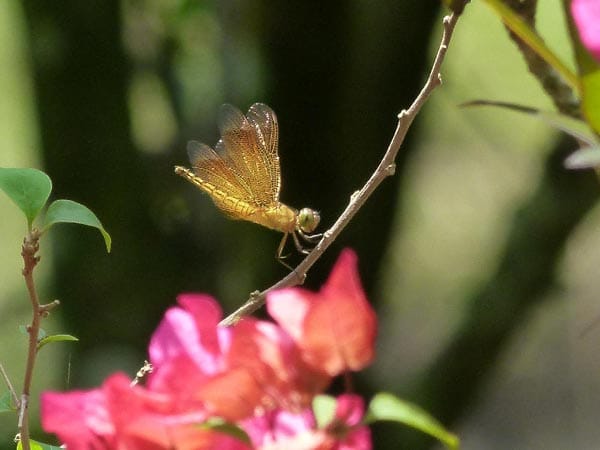 "Libelle auf einem Blütenast. Aufgenommen im Garten in der Morgensonne."