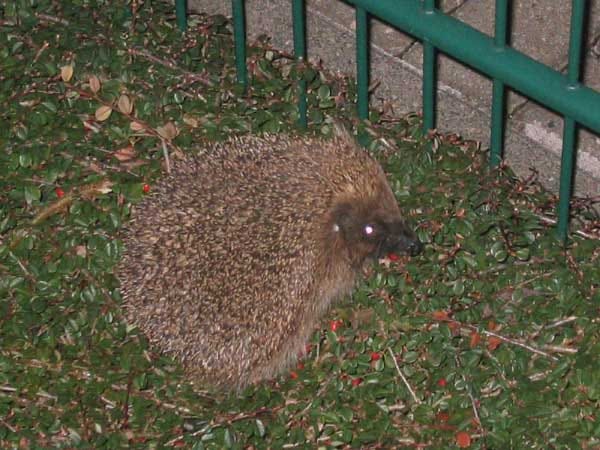 Ein Igel. Aufgenommen bei uns im Garten.