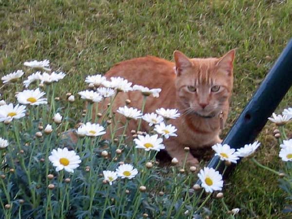 Kater "Garfield" versteckt sich hinter einem Margeritenstrauch.