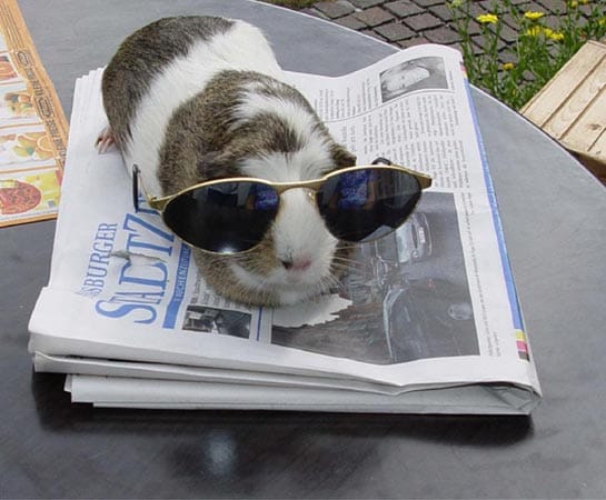 Meerschweinchen "Kuschel" liest die neuesten Nachrichten.