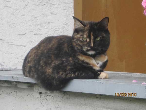 Katze "Hexe" liegt im Garten auf einer Mauer. Sie beobachtet gerne alles aus der Höhe.