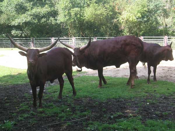 Aufgenommen in einem Tierpark.