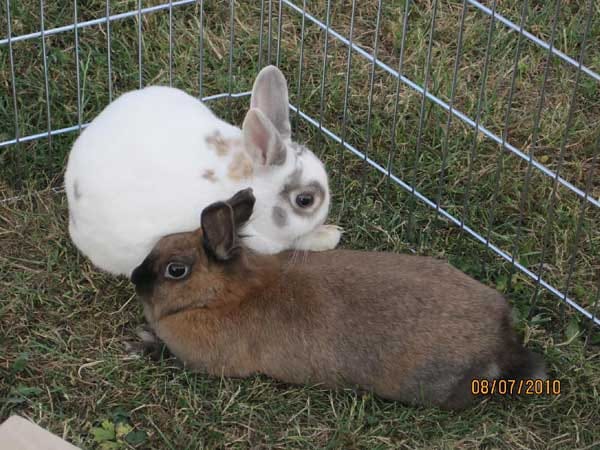 "Hoppel" (weiß) und "Hase" (braun) genießen den Schatten an einem warmen Sommertag.