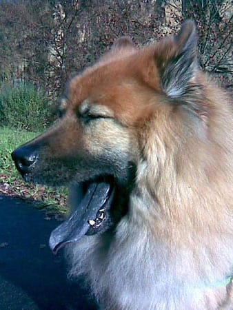 Eurasier "Asko" gähnt.