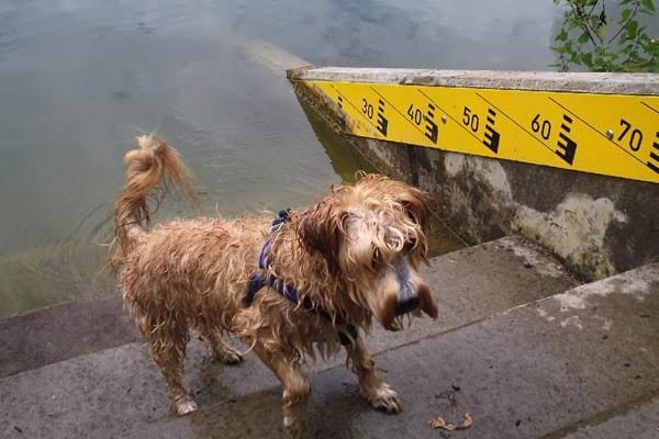 Hund "Kalle" wollte nur mal baden.