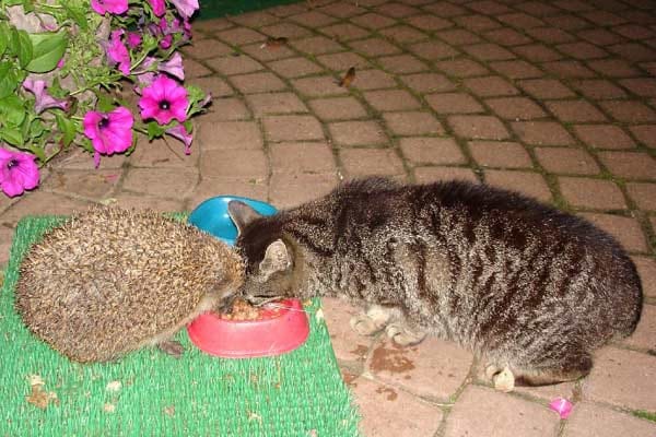 Unser Kater "Janosch" mit einem Gast: Katze und Igel fressen gemeinsam.