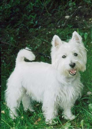 "Maxi" ist ein lebhafter Hund. Er macht Purzelbäume und genießt die Aufmerksamkeit. Er ist sehr fotogen und mag den Blick in die Kamera.