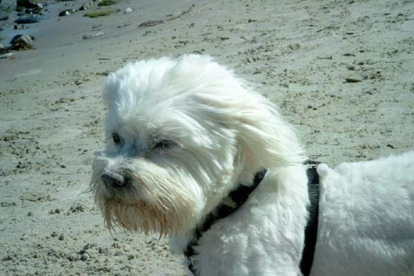 Malteser-Rüde "Travis" liebt den Wind und das Meer. Er ist so schön selbständig.