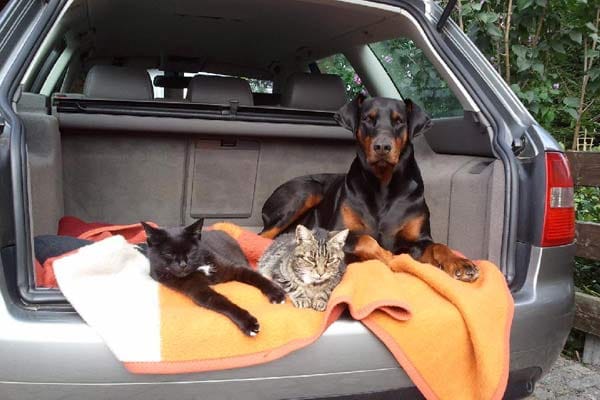 Dobermann "Cool" mit "Suse" und "Sturzel". Hund und Katzen warten auf Ihren Chauffeur: