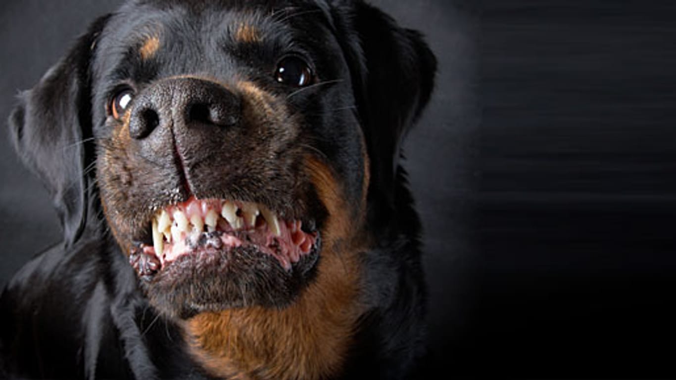 Wenn Hunde beißen, sind die Besitzer oft nicht unschuldig.