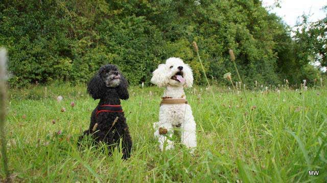 "Toypudeldame "Knöpfchen" (schwarz) und Zwergpudeldame "Kessy".