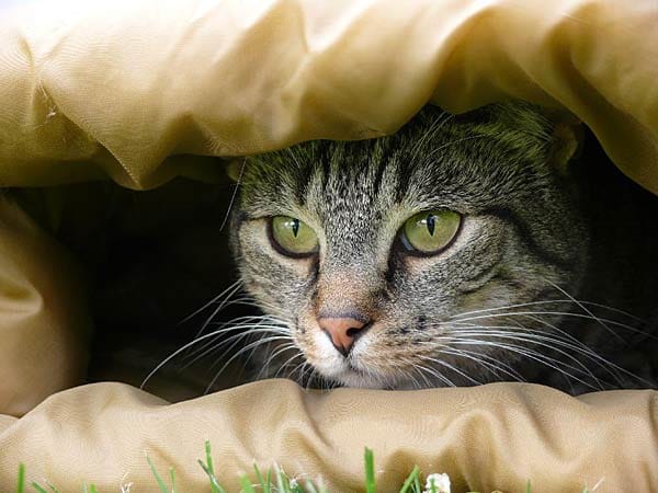 "Kater "Joshi" versteckt sich in einem Schlafsack und lauert."