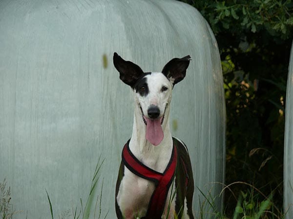 "Podenco-Mix "Jamila" ist glücklich."