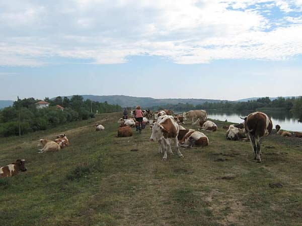 "Kühe auf dem Donau-Radweg in Serbien."
