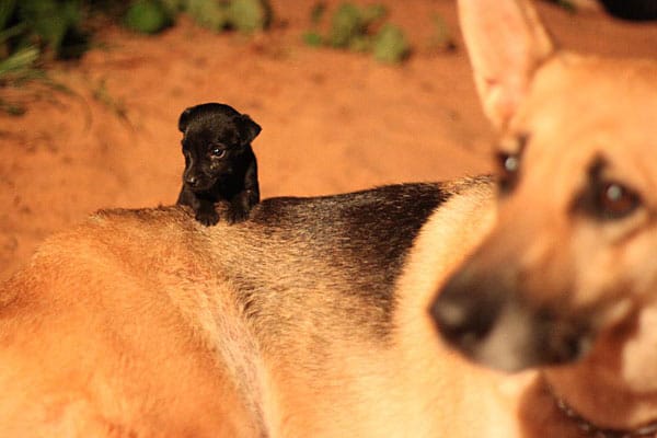 "Mein kleiner Hund "Mischimi". "Mischimi" heißt in der Indianersprache "ganz klein"; das Hundchen wäre von einem paraguayischen Bauern erschlagen worden und ist der Liebling der ganzen Familie Goldmann in Santa Rosa (Paraguay). Mein Sohn Philipp wohnt bei Familie Goldmann als Untermieter."