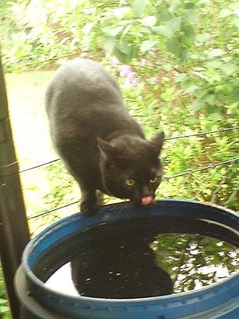 "Unser Kater "Spikey". Das Besondere an dem Foto ist der Balanceakt zwischen Regentonne und Zaun."