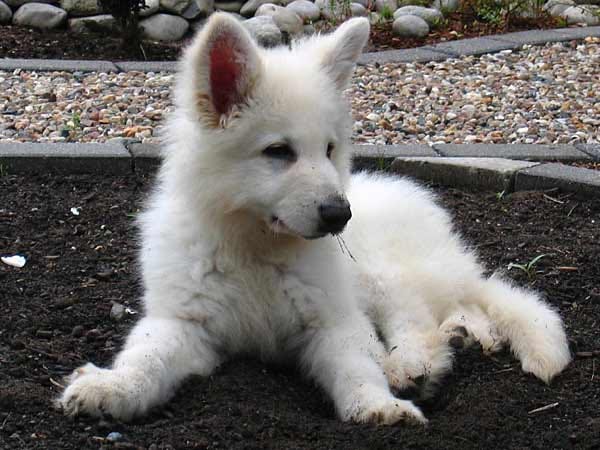 "Das ist "Elwood", ein Schweizer weißer Schäferhund: Weißer Hund auf schwarzem Mutterboden."