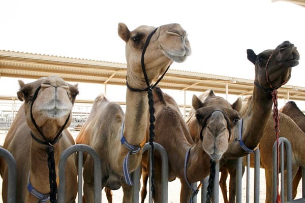 Es ist die erste Kamel-Milch-Farm der Welt: In Dubai werden 3000 Kamele zweimal am Tag vollautomatisch gemolken. Zwei Deutsche kümmern sich um die Farm - und machen aus der Kamelmilch Schokolade.