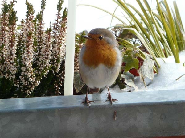 Ein Rotkehlchen. Im Januar 2011 kam es täglich auf unseren Balkon.