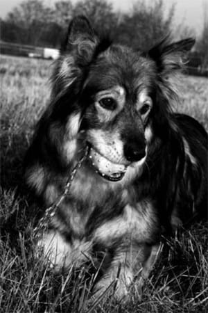 Mein 13 Jahre alter Husky-Schäferhund Mischling "Jury", welcher aus Bulgarien von der Straße gerettet wurde. In der Schnauze hat er sein Lieblingsspielzeug, den Wurfball. Das Bild wurde im Feld aufgenommen.