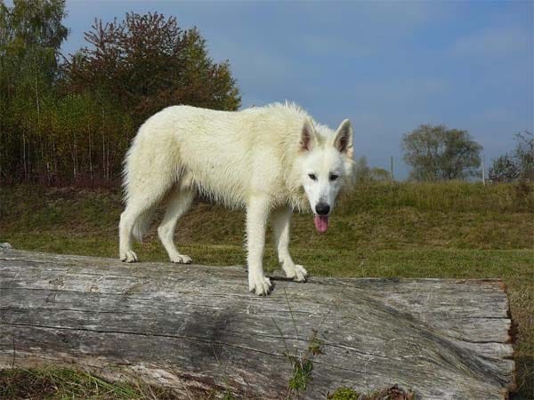 "Jacky" der weiße Wolf.