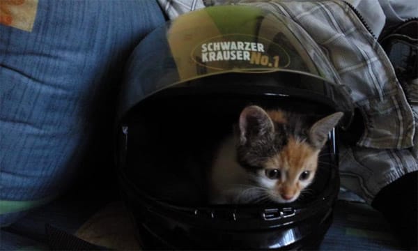 Katze Elphi" fühlte sich als Baby in dem Helm immer besonders wohl.