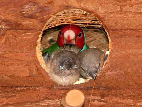 Gouldamadinen-Hahn mit Jungen im Nest.