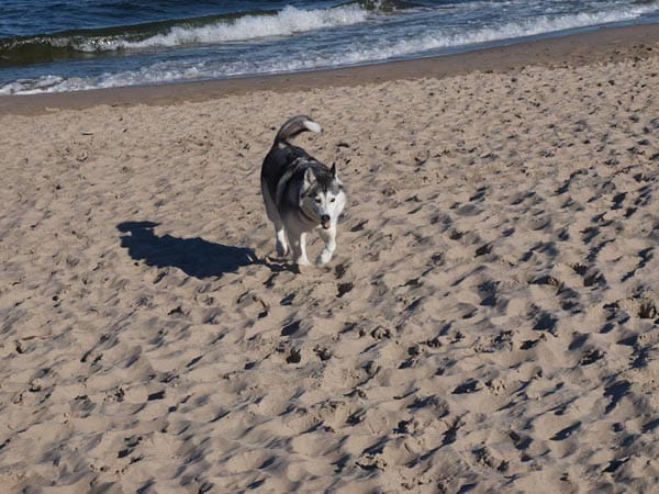 Ein Hund, der mir beim Strandspaziergang vor die Kamera lief. Er hat ein hübsches Gesicht und hörte seinem Herrn aufs Wort.