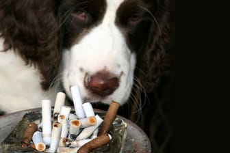 Frisst der Hund Zigaretten-Stummel, kann das lebensgefährlich werden.