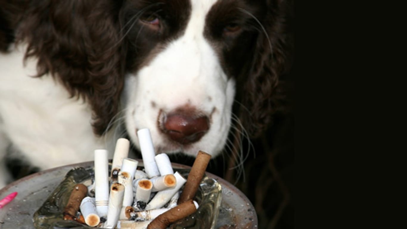 Frisst der Hund Zigaretten-Stummel, kann das lebensgefährlich werden.