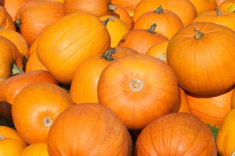 Jack O'Lantern: Der Halloween-Klassiker aus Amerika