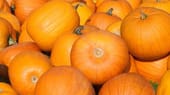 Jack O'Lantern: Der Halloween-Klassiker aus Amerika