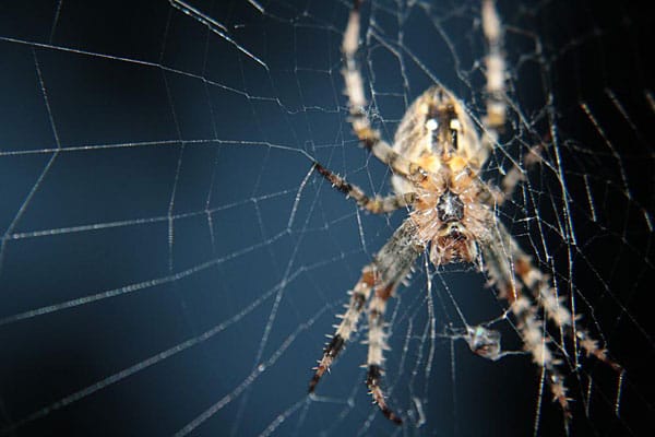 Spinne: "Komm in mein Netz."