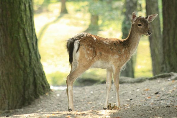 Reh: "Wo ist meine Familie?"