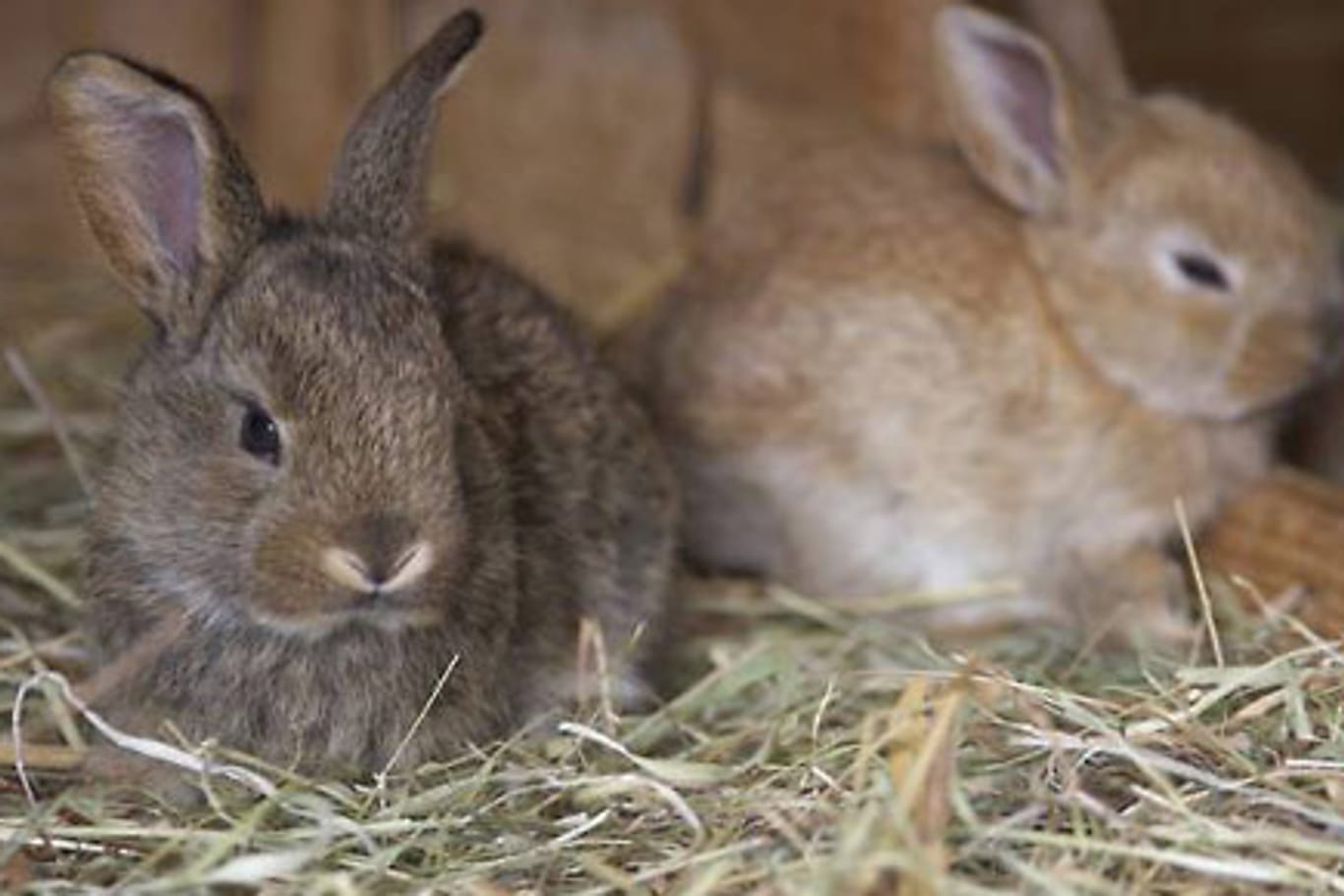 Zwei kleine Kaninchen (Symbolbild): Unbekannte haben gleich 13 ausgesetzt.