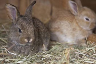 Zwei kleine Kaninchen (Symbolbild): Unbekannte haben gleich 13 ausgesetzt.