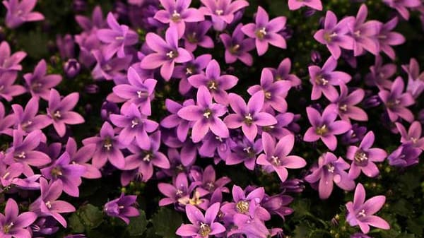 So vielfältig sind die Kaltkeimer: Glockenblumen