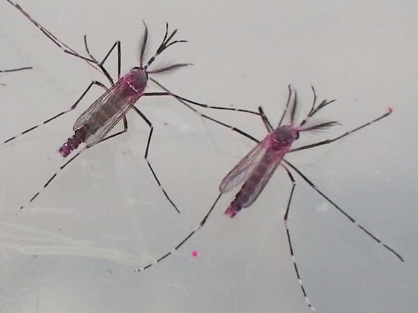 Die Freilandversuche mit den Mücken auf den Kaiman-Inseln des britischen Biotech-Unternehmens sind umstritten. Die Angst vor unabsehbaren Folgen für das Ökosystem ist groß.