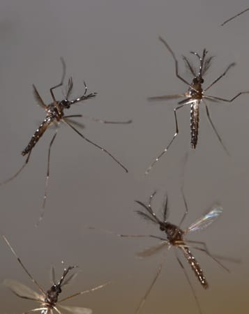 Laut Weltgesundheitsorganisation (WHO) erkranken jährlich rund 50 Millionen Menschen vor allem in den tropischen Gebieten am Dengue-Fieber, für etwa 12.000 Menschen endet die Infektion tödlich.