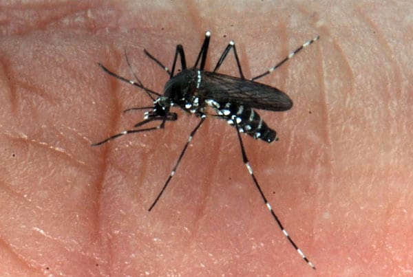 Die ägyptische Tigermücke ist der größte Überträger von Dengue-Fieber. Jetzt soll der tödliche Virus gestoppt werden - durch genetisch veränderte Selbstmord-Moskitos.