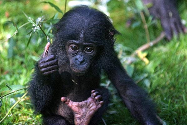 "Bonobo-Jungtier."