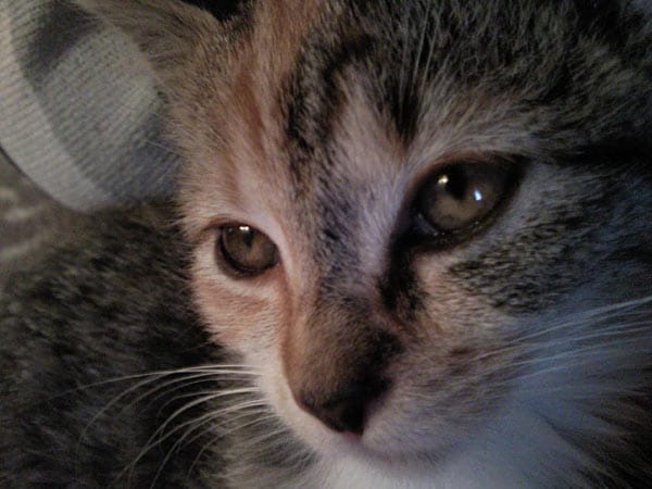 "Katze "Kira" ist eine verrückte kleine Träumerin."