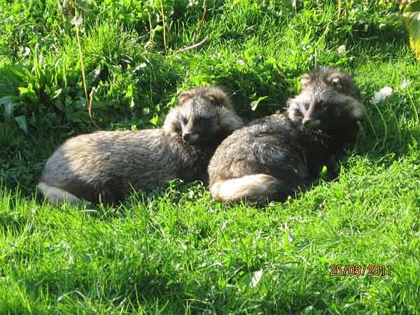 "Das sind Marderhunde, aufgenommen im Aachener Tierpark."
