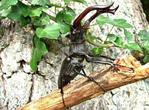 Die imposanten Tiere sind mit bis zu neun Zentimetern Länge die größten Käfer Mitteleuropas. Beeindruckend sind vor allem die Männchen, die riesige hirschgeweihartige Zangen tragen. Die imposanten Tiere sind mit bis zu neun Zentimetern Länge die größten Käfer Mitteleuropas. Beeindruckend sind vor allem die Männchen, die riesige hirschgeweihartige Zangen tragen.