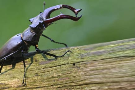 Das Geweih der Hirschkäfer-Männchen dient Rivalenkämpfen