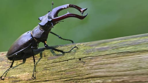 Das Geweih der Hirschkäfer-Männchen dient Rivalenkämpfen