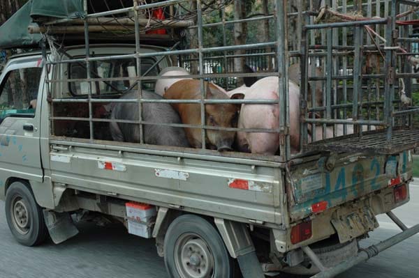 Hier werden die Schweine immerhin noch lebendig transportiert.