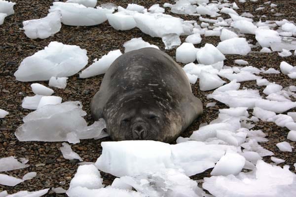 Die Polarkappen schmelzen durch den Klimawandel seit langem - in den vergangenen Jahren immer dramatischer. Das bekommen vor allem die Robben zu spüren.