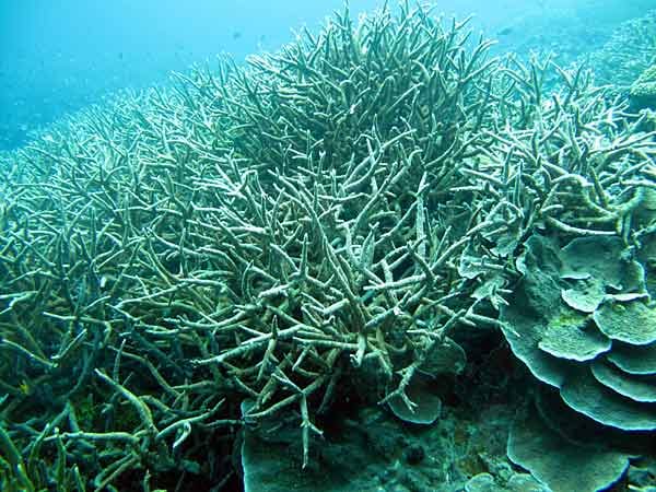 Auch den Korallen wird es zu heiß, sie sterben vor allem vor dem australischen Great Barrier Reef - und damit der Lebensraum für viele Meerestiere.